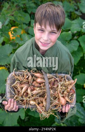 Un jeune garçon avec un trug et récolte d'échalotes, Royaume-Uni. Banque D'Images