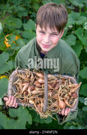 Un jeune garçon avec un trug et récolte d'échalotes, Royaume-Uni. Banque D'Images