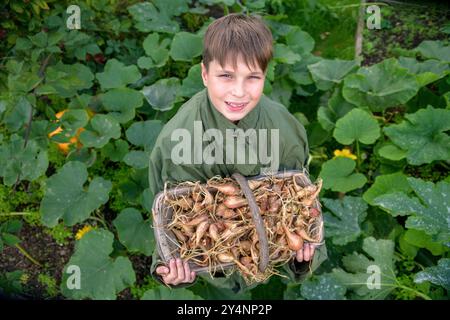 Un jeune garçon avec un trug et récolte d'échalotes, Royaume-Uni. Banque D'Images