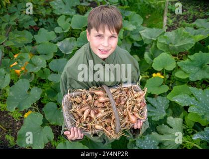 Un jeune garçon avec un trug et récolte d'échalotes, Royaume-Uni. Banque D'Images