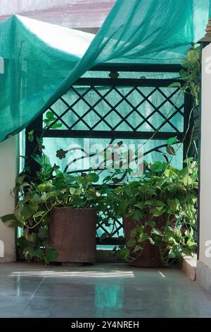 Vadodara, Gujarat / Inde - 29 septembre 2012 : usine d'argent dans le balcon de la maison. Banque D'Images