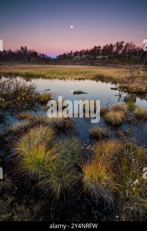 Paysage d'automne à l'aube dans la réserve naturelle de Fokstumyra, Dovre, Innlandet Fylke, Norvège, Scandinavie Banque D'Images