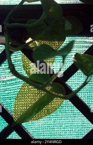 Vadodara, Gujarat / Inde - 29 septembre 2012 : motif d'ombre sur les feuilles. Banque D'Images