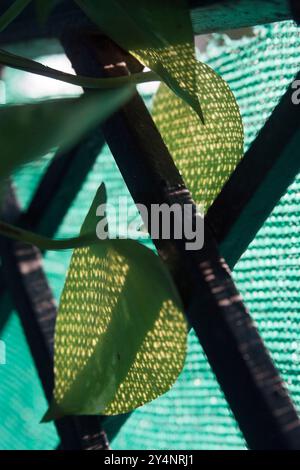 Vadodara, Gujarat / Inde - 29 septembre 2012 : motif d'ombre sur les feuilles. Banque D'Images