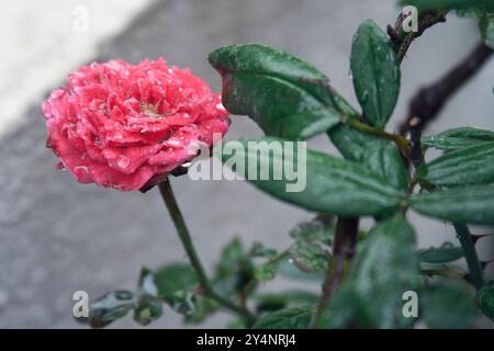 Vadodara, Gujarat / Inde - 4 septembre 2012 : vue rapprochée de la rose rouge humide pendant la pluie. Banque D'Images