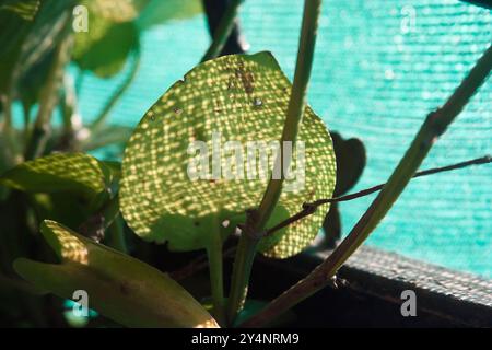 Vadodara, Gujarat / Inde - 29 septembre 2012 : motif d'ombre sur les feuilles. Banque D'Images