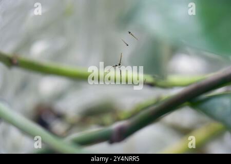 Vadodara, Gujarat / Inde - 23 août 2012 : la vue des larves de moustiques dans le pot d'eau des plantes. Banque D'Images