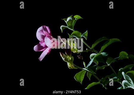 Vadodar, Gujarat / Inde - 30 août 2012 : vue d'une plante à fleurs Allamanda blanchetii (allamanda violet, allamanda violet) la nuit. Banque D'Images