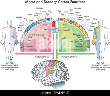 Schéma médical des fonctions du cortex moteur et du cortex sensoriel, deux parties du cerveau humain, avec annotations. Illustration de Vecteur