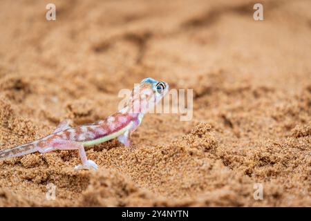 Un gros plan d'un gecko de sable namibien assis dans le sable du désert face à la caméra près de Swakopmund, Namibie Banque D'Images