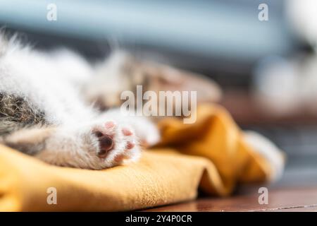 Gros plan de la patte d'un chaton endormi reposant sur un tissu jaune doux. L'accent est mis sur la patte, mettant en valeur ses minuscules coussinets roses et la fourrure, tandis que le dos Banque D'Images