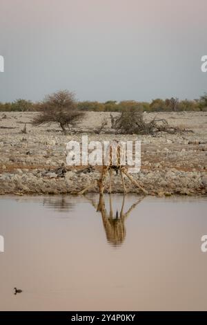 Une girafe adulte déployant ses jambes pour se pencher et boire dans un point d'eau dans le parc national d'Etosha, en Namibie Banque D'Images