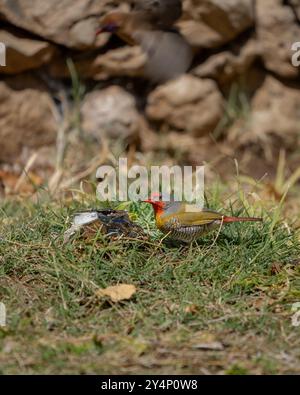 Un petit pytilia mâle aux ailes vertes buvant de l'eau parmi l'herbe avec un mur de pierre en arrière-plan en Namibie Banque D'Images