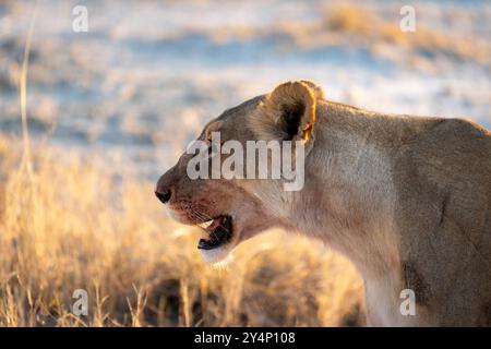 Un profil rapproché d'une puissante lionne féminine marchant sur la prairie avec le soleil se couchant derrière elle dans le parc national d'Etosha, en Namibie Banque D'Images