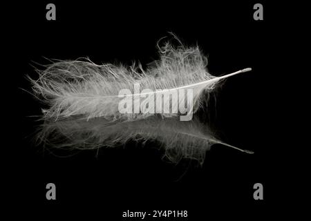 Une plume blanche flotte doucement sur l'eau calme, créant des ondulations douces. Paisible et minimal, idéal pour les thèmes de la sérénité, de la nature ou de la tranquillité. Banque D'Images