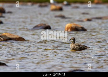 Canard Eider à duvet femelle, Somateria mollisssima, debout sur un rocher en eau peu profonde, près d'Arviat Nunavut Canada. Banque D'Images