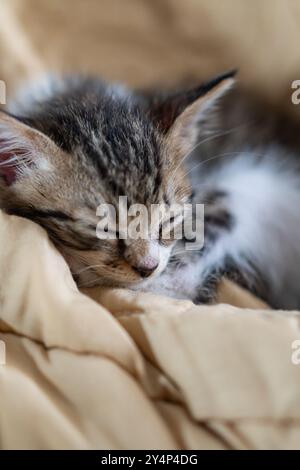 Un petit chaton adorable dormant paisiblement sur une couverture beige douce. Le chaton a un mélange de fourrure grise et blanche, avec ses yeux fermés et ses pattes se replient Banque D'Images