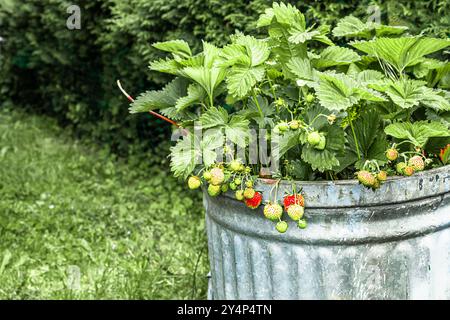 Fraises poussant dans une jardinière en métal rustique dans un jardin luxuriant, esthétique de base de chalet et concept d'activité de loisirs Banque D'Images