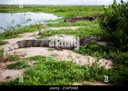 L'image montre un grand crocodile se prélasser au soleil sur le bord d'une rivière ou d'un étang. Le crocodile a un long corps écailleux et une queue puissante. Banque D'Images