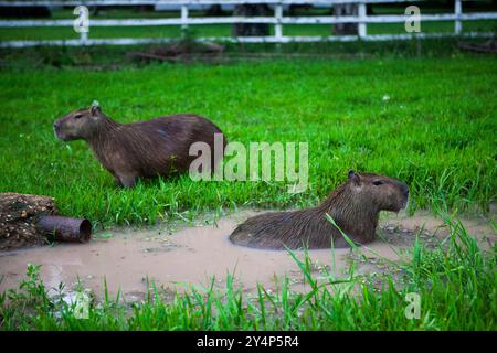 Deux capybaras dans une enceinte herbeuse. Un capybara est debout sur l'herbe, tandis que l'autre est immergé dans une flaque boueuse. Le plus gros rongeur du monde Banque D'Images