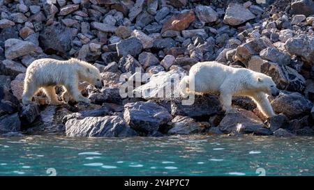 Deux ours polaires, Ursus maritimus, émergent des eaux bleues froides de la Terre de Liverpool, dans l'est du Groenland. C'est une mère et un petit marchant à travers le rocher Banque D'Images