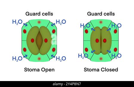 Cellules de garde, fermeture de stomie et ouverture de stomie, photo microscopique de stomates sur la feuille, la transpiration est la perte de vapeur d'eau par les stomates de feuilles Banque D'Images