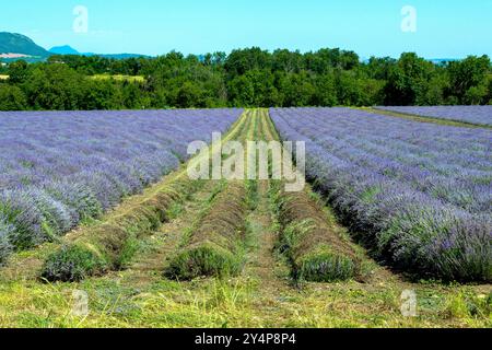 Récolte de champs de lavande en pleine floraison sous un ciel bleu clair, mettant en valeur des rangées de fleurs violettes vibrantes et une végétation luxuriante dans la campagne Banque D'Images