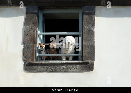 Trois chiens regardant par une fenêtre dans un bâtiment rustique pendant la journée Banque D'Images