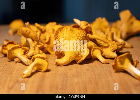 Trouver des champignons Chanterelles. Chanterelles sauvages. Chanterelles à la main. Chanterelles poussant en forêt. Champignons sauvages sur planche à découper. Banque D'Images