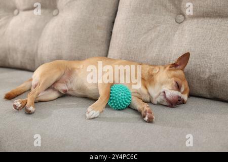 Chien chihuahua mignon avec jouet dormant sur le canapé Banque D'Images