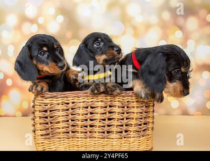 Trois chiots Teckels miniatures noirs et bronzés à poil lisse dans un panier rond en osier tissé sur un fond crème. Expressions curieuses comme ils ont l'air o Banque D'Images