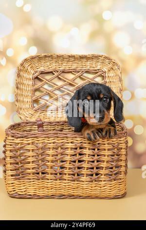 Curieux chiot Teckel noir et bronzé avec une fourrure courte et une longue queue assis dans un panier en osier. L'adorable chiot est isolé sur un fond beige Banque D'Images