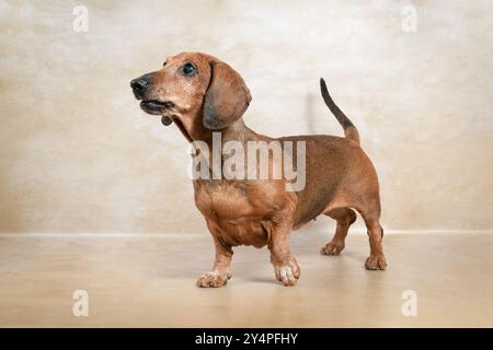 Portrait d'un vieux teckel aveugle brun dans un studio sur un fond beige. Banque D'Images