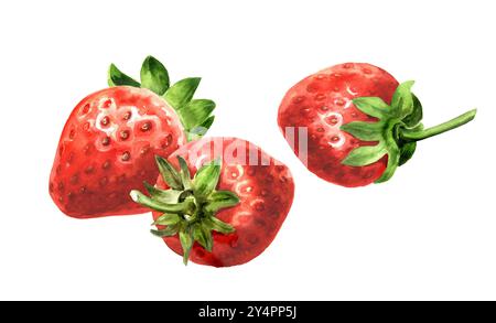 Fraises juteuses mûres. Illustration dessinée à la main à l'aquarelle isolée sur fond blanc Banque D'Images