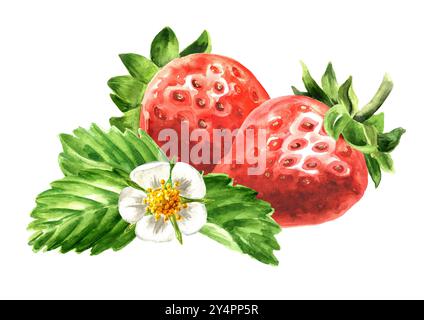 Fraises juteuses mûres. Illustration dessinée à la main à l'aquarelle isolée sur fond blanc Banque D'Images