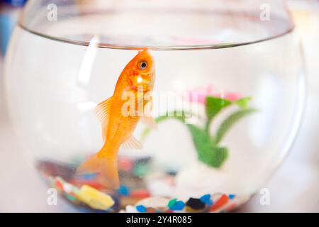 Un poisson rouge vibrant nage dans un bol de poisson clair, entouré de galets colorés et d'une plante verte, mettant en valeur la tranquillité d'une maison à Séville. Banque D'Images