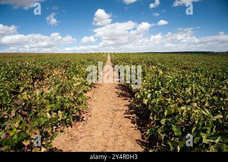 De vastes vignobles s'étendent sur Carrion de los Cespedes, où des rangées de vignes prospèrent sous un ciel bleu éclatant avec des nuages éparpillés. Banque D'Images