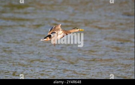 Colvert mâle (Anas platyrhynchos) en vol. Cet individu est juste en transition hors du plumage de l'éclipse en automne Banque D'Images