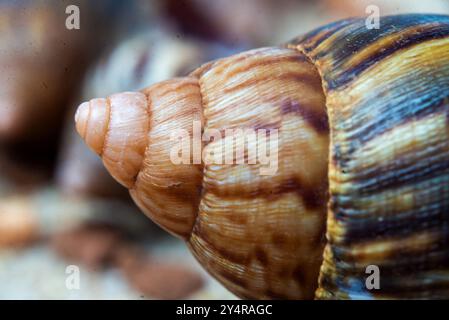 Un gros plan d'une coquille d'escargot Banque D'Images