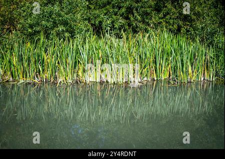 Roseaux reflétant dans une rivière par une journée ensoleillée, ou Phragmites australis Banque D'Images