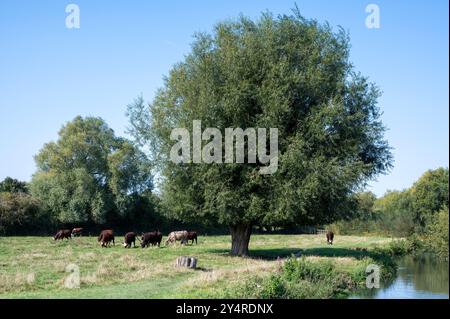Une vue de Grantchester Meadows Cambridge UK avec des vaches poll rouges qui paissent dans le champ au bord de la rivière, avec des saules dans un après-midi d'été ensoleillé Banque D'Images