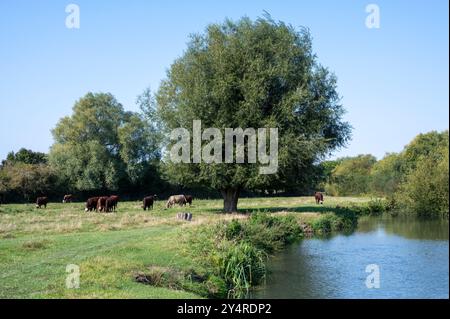 Une vue de Grantchester Meadows Cambridge UK avec des vaches poll rouges qui paissent dans le champ au bord de la rivière, avec des saules dans un après-midi d'été ensoleillé Banque D'Images
