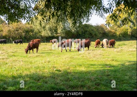 Les vaches Red Poll paissent sous le soleil de l'après-midi à Grantchester Meadows Cambridge UK Banque D'Images