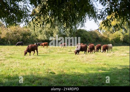 Les vaches Red Poll paissent sous le soleil de l'après-midi à Grantchester Meadows Cambridge UK Banque D'Images