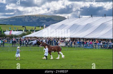 Westmorland County Show Cumbria célébrant le meilleur de la vie rurale, les porcs, les bovins, les chiens, les moutons, les machines et les produits locaux. Comté de Westmorland Agricultu Banque D'Images