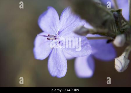 Borivali, Maharashtra / Inde - 18 novembre 2007 : la vue de la fleur de violette sauvage dans le parc. Banque D'Images