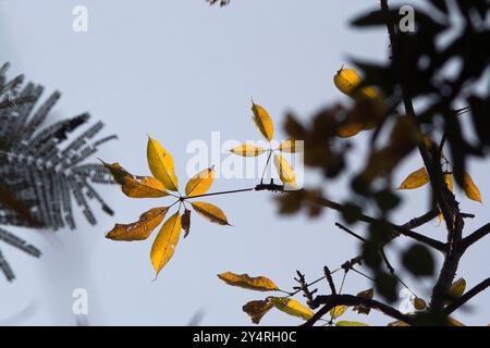Borivali, Maharashtra / Inde - 18 novembre 2007 : vue rapprochée des feuilles dans la jungle. Banque D'Images