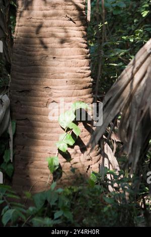 Borivali, Maharashtra / Inde - 18 novembre 2007 : la belle vue sur le tronc d'arbre dans la jungle. Banque D'Images