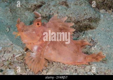 Scorpionfish d'Eschmeyer, Rhinopias eschmeyeri, Scorpenidae, Parc National marin et réserve de Malindi, Kenya, Afrique Banque D'Images