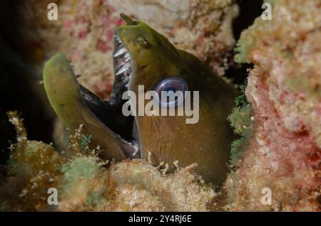 Moray géante, Gymnothorax javanicus, Murenidae, Parc national marin et réserve de Malindi, Kenya, Afrique Banque D'Images